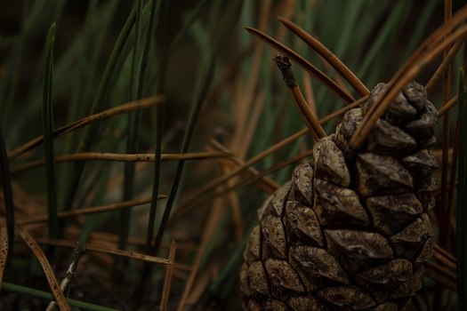 Pine-Cone
